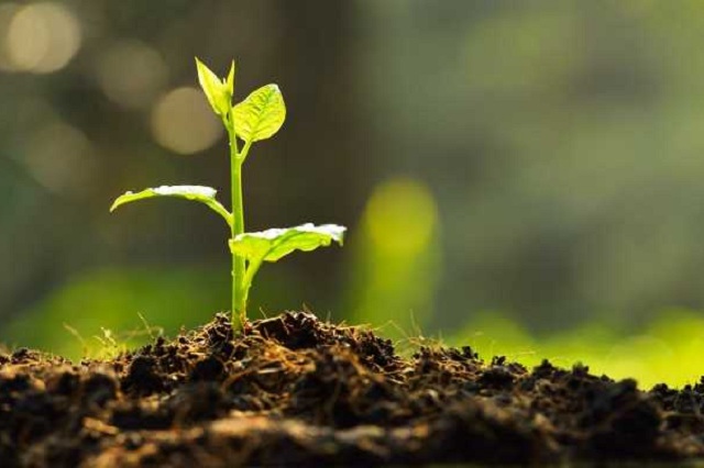 tree plantation (640x426)